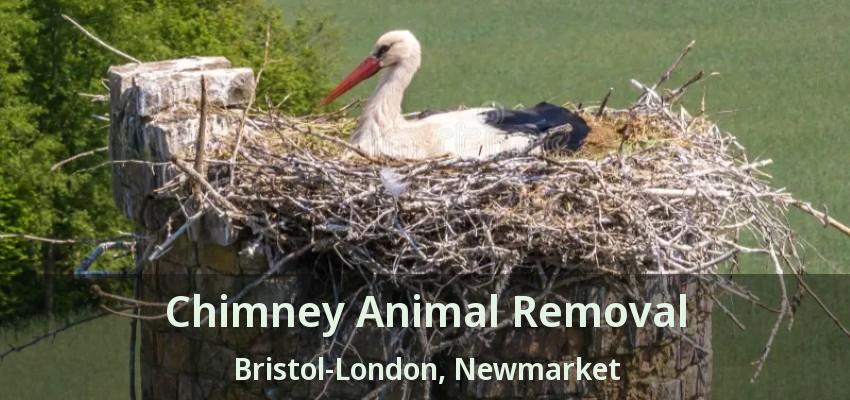 Chimney Animal Removal Bristol-London, Newmarket - ON