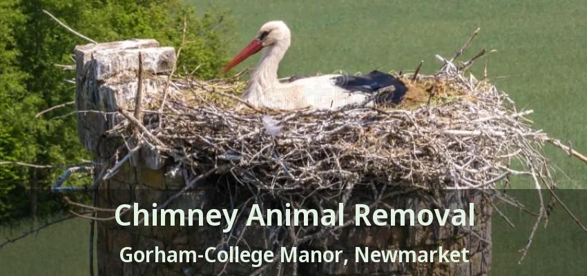 Chimney Animal Removal Gorham-College Manor, Newmarket - ON