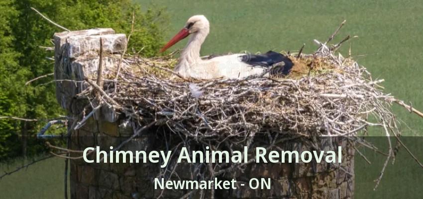 Chimney Animal Removal Newmarket - ON