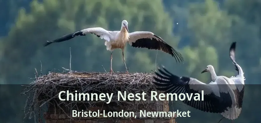 Chimney Nest Removal Bristol-London, Newmarket - ON