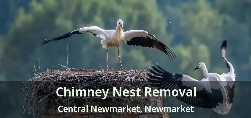 Chimney Nest Removal Central Newmarket, Newmarket - ON