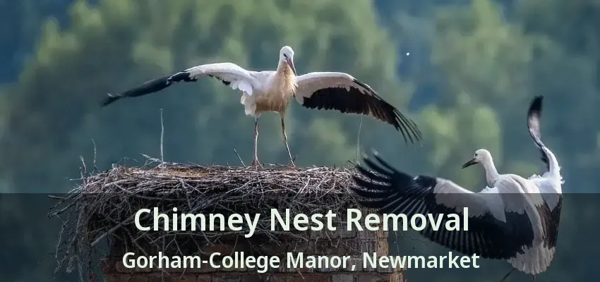 Chimney Nest Removal Gorham-College Manor, Newmarket - ON
