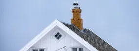 Chimney Nest Removal Bristol-London, Newmarket
